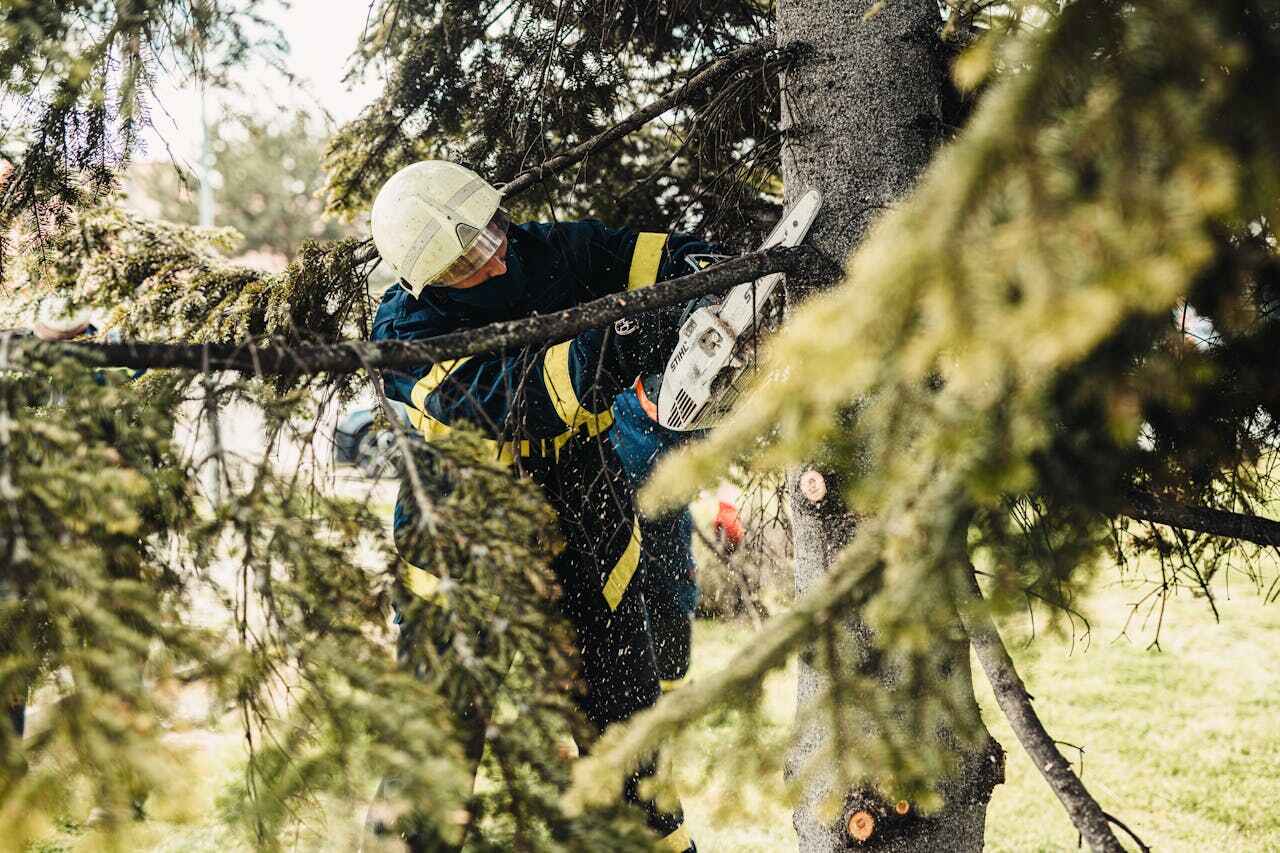 Best Tree Removal Near Me  in Alanuk, AK